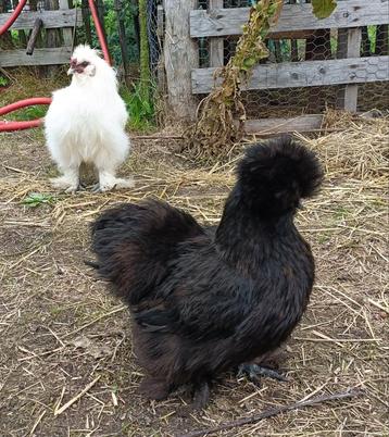 Zijdehoen koppeltje zwarte hen en witte of gevlekte haan beschikbaar voor biedingen