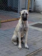 Kangal pup, Dieren en Toebehoren, Honden | Herdershonden en Veedrijvers, Particulier, Rabiës (hondsdolheid), 15 weken tot 1 jaar