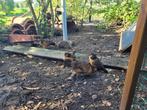 Krielkip, Dieren en Toebehoren, Pluimvee, Mannelijk, Kip