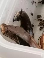 Python Brongersmai, Dieren en Toebehoren, Slang, 3 tot 6 jaar