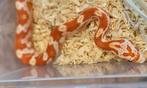 Rattenslang - pantherophis guttata, Dieren en Toebehoren, Reptielen en Amfibieën, Slang, 0 tot 2 jaar