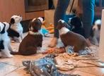 Kr. Australian shepherd puppy's  💙💙reutjes & 💖teefje, CDV (hondenziekte), 8 tot 15 weken, Meerdere, Meerdere dieren
