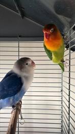 Agapornis Koppel te Koop !, Dieren en Toebehoren, Vogels | Parkieten en Papegaaien, Meerdere dieren, Dwergpapegaai of Agapornis