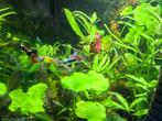 Guppen te koop