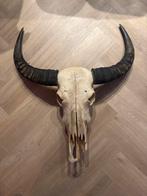 Waterbuffel Schedel met Hoorns, Ophalen, Gebruikt