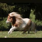 Plekje vrij voor shetlander.  Stalling. Privé. Pension. Pony, Dieren en Toebehoren