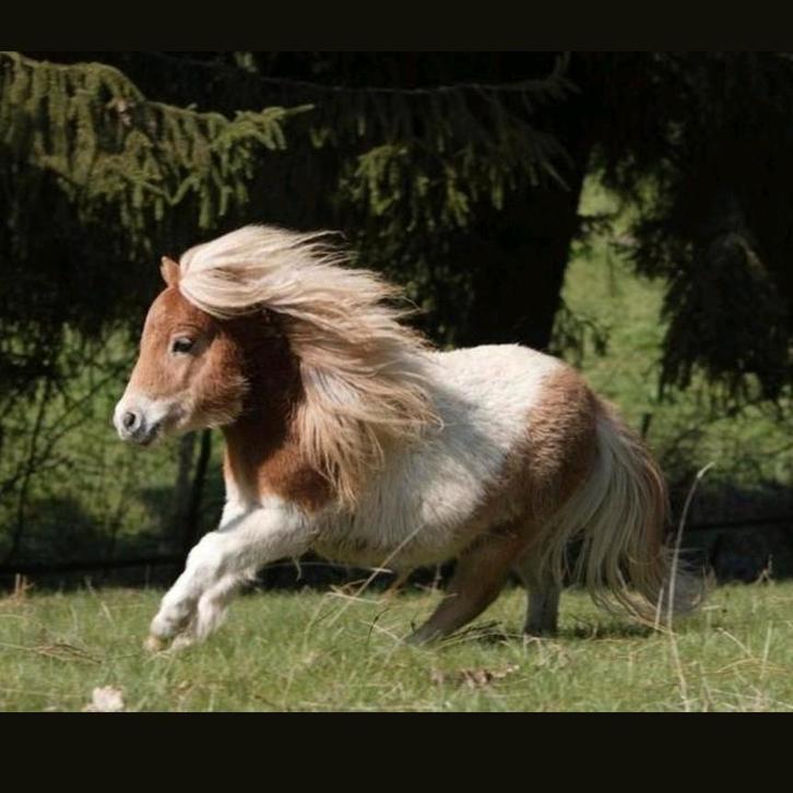 Plekje vrij voor shetlander.  Stalling. Privé. Pension. Pony, Dieren en Toebehoren, Stalling en Weidegang