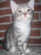 Lieve Scottish Fold & Straight kittens – zindelijk & sociaal, Dieren en Toebehoren, Meerdere dieren, 0 tot 2 jaar