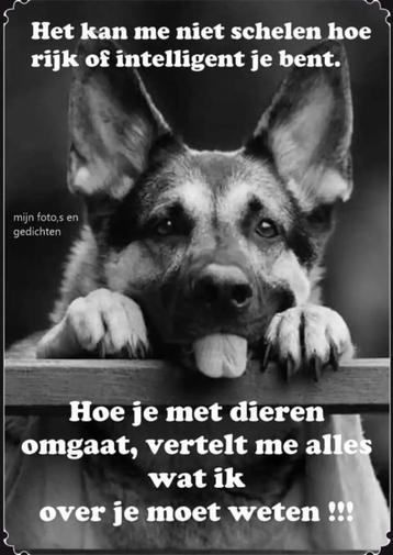 (Huis) dier vakantie oppas. Solidaire en betrouwbaar  beschikbaar voor biedingen
