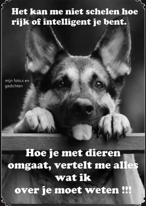 (Huis) dier vakantie oppas. Solidaire en betrouwbaar, Boeken, Studieboeken en Cursussen, HBO, Alpha, Verzenden
