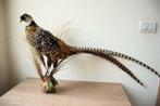 Taxidermie opgezette fazant, Ophalen, Gebruikt, Vogel, Opgezet dier