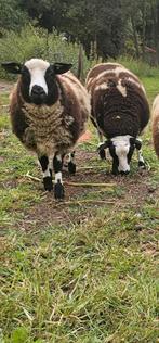 Bonte Rammen zwoegervrij en ARR/ARR + getest (NSFO), Dieren en Toebehoren, Schapen, Geiten en Varkens, Mannelijk, Schaap