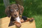 Teckel pups kortharig mooie keuze, Dieren en Toebehoren, Honden | Teckels en Dashonden, Rabiës (hondsdolheid), 15 weken tot 1 jaar
