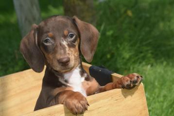 Teckel pups kortharig mooie keuze beschikbaar voor biedingen