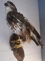 Buizerd, Dieren en Toebehoren, Vogels | Overige Vogels, Geslacht onbekend, Roofvogel, Geringd