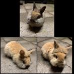 Dwergkonijntje leeuwenkopje, Dieren en Toebehoren, Konijnen, Mannelijk, Dwerg