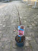 Japanse Esdoorn Acer palmatum ‘Atropurpureum’, Tuin en Terras, Bloeit niet, Halfschaduw, Overige soorten, Minder dan 100 cm