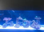 Doktersvis zebrasoma, Dieren en Toebehoren, Vissen | Aquariumvissen, Vis