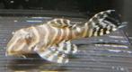 Jonge l129 pleco  algeneter, Vis