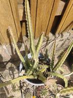 Selenicereus Grandiflorus, Huis en Inrichting, Kamerplanten, Ophalen, Overige soorten, Minder dan 100 cm