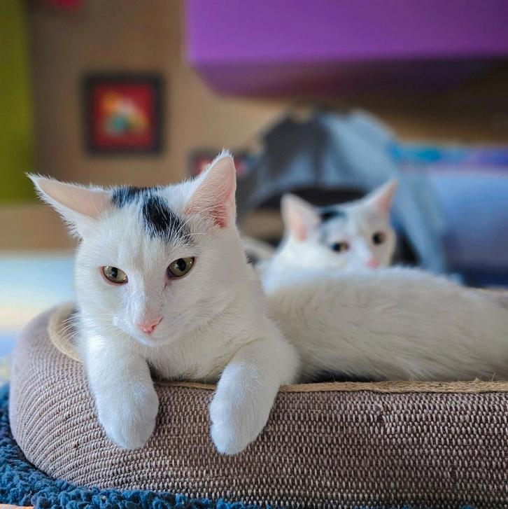 Ras-kittens!, Dieren en Toebehoren, Katten en Kittens | Raskatten | Korthaar, Meerdere dieren, 0 tot 2 jaar, Ontwormd, Ingeënt