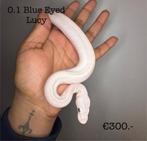0.1 Bel (blue eyed lucy) NK25, Dieren en Toebehoren, Slang, 0 tot 2 jaar