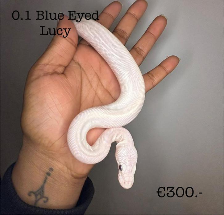 0.1 Bel (blue eyed lucy) NK25