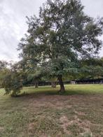Gratis Acacia omzagen voor haardhout / meubelhout, Tuin en Terras, Haardhout, Minder dan 3 m³, Ophalen, Overige houtsoorten, Stammen