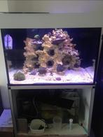 Zoutwater aquarium, Dieren en Toebehoren, Vissen | Aquaria en Toebehoren, Ophalen, Gebruikt, Leeg aquarium