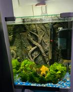 Het aquarium heeft zo'n 15 vissen, Dieren en Toebehoren, Vissen | Aquaria en Toebehoren, Ophalen, Zo goed als nieuw, Gevuld zoetwateraquarium