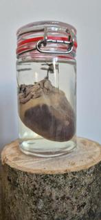 Te koop: hart van een Grauwe gans, Verzamelen, Dierenverzamelingen, Ophalen of Verzenden, Nieuw, Beeldje of Figuurtje