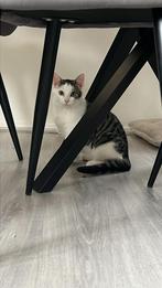 Kittens nog 1 beschikbaar, Meerdere dieren