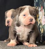 Bullforce Old english Bulldog pups Hartelijk welkom, Nederland, 8 tot 15 weken, Meerdere, Meerdere dieren