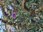 2 BUDELIA VLINDERSTRUIK GRATIS, Overige soorten, 100 tot 250 cm, Zomer, Ophalen