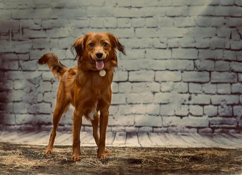 Kooiker X markiesje dekreu, Dieren en Toebehoren, Honden | Dekreuen, Reu, Particulier, Eén hond, Nederland, 1 tot 2 jaar, CDV (hondenziekte)