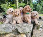 Prachtige lieve havapoo pups te koop, Dieren en Toebehoren, Honden | Chihuahua's en Gezelschapshonden, Overige rassen, CDV (hondenziekte)