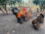 Toom brahma kriel goudpatrijs dubbelgezoomd, Dieren en Toebehoren, Pluimvee, Meerdere dieren, Kip