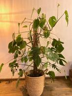 Monstera plant, Huis en Inrichting, Kamerplanten, Ophalen, Halfschaduw, In pot, Minder dan 100 cm