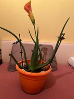 Plant, Ophalen, Vetplant, Halfschaduw, In pot