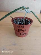 Hoya minibelle potmaat 5.5 nummer H1078, Huis en Inrichting, Ophalen of Verzenden, Overige soorten, Minder dan 100 cm