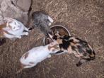 Super leuke kittens, Dieren en Toebehoren, Katten en Kittens | Overige Katten, Meerdere dieren