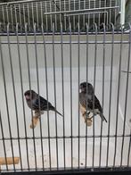 Zwart rood mozaïek, Dieren en Toebehoren, Vogels | Kanaries, Meerdere dieren, Kleurkanarie