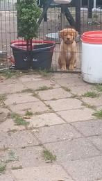 Nog twee mooie teefjes te koop, Dieren en Toebehoren, Honden | Niet-rashonden, CDV (hondenziekte), 8 tot 15 weken, Teef, Meerdere