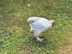 Brahma haan, Dieren en Toebehoren, Pluimvee, Mannelijk, Kip