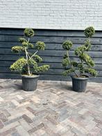 Ilex crenata kinme bonsai, Tuin en Terras, Planten | Bomen, Ophalen, Zomer, Halfschaduw, Overige soorten