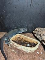 Koppel parelhagedis, Dieren en Toebehoren, Hagedis, Met terrarium, 3 tot 6 jaar