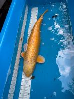 60 cm koi