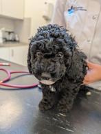 Prachtig en uniek nestje mini Aquadoodle puppy's, Dieren en Toebehoren, Reu, CDV (hondenziekte), 8 tot 15 weken, Meerdere