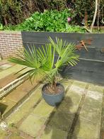 Palmboom 110 hoog excl. pot, Tuin en Terras, Planten | Tuinplanten, Overige soorten, Ophalen, Bloeit niet, Volle zon