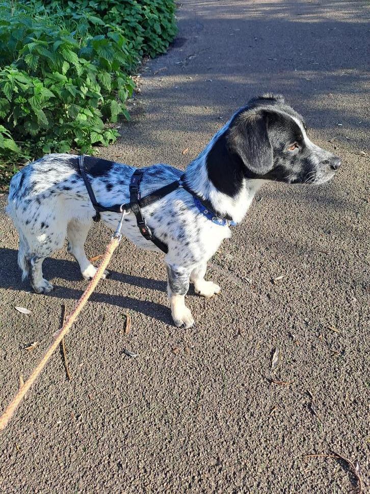 BARRY 13mnd.35cm 11 kilo rustig/Goed aan riem/cats, Dieren en Toebehoren, Honden | Niet-rashonden, Klein, Reu, Handelaar, Eén hond